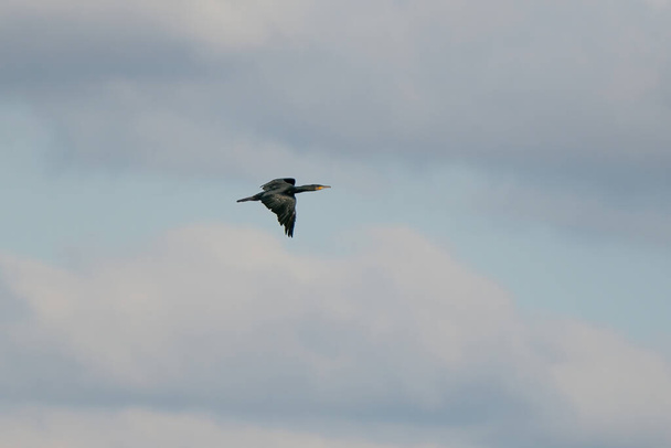 Cormorant, water bird of the Phalacrocoracidae family, flies in blue sky. - Photo, Image