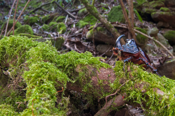 オリス科のオス、ヨーロッパのサイの甲虫 - 写真・画像