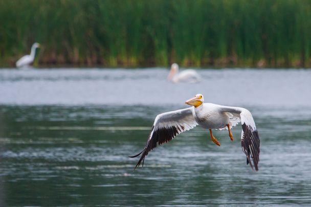 Pelicano branco (Pelecanus erythrorhynchos) em voo
 - Foto, Imagem