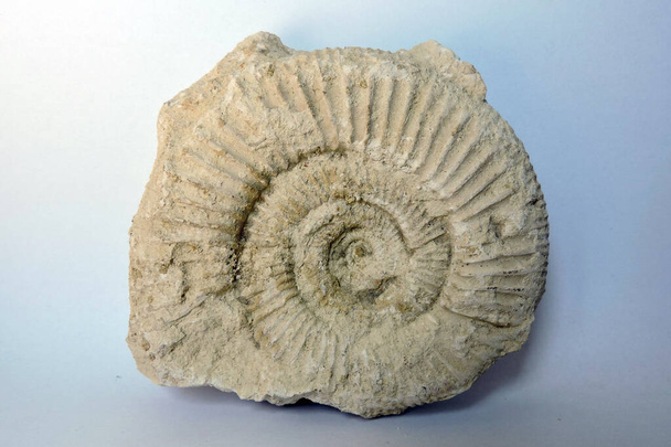 Fósil prehistórico de amonita sobre una piedra, fondo blanco - Foto, imagen