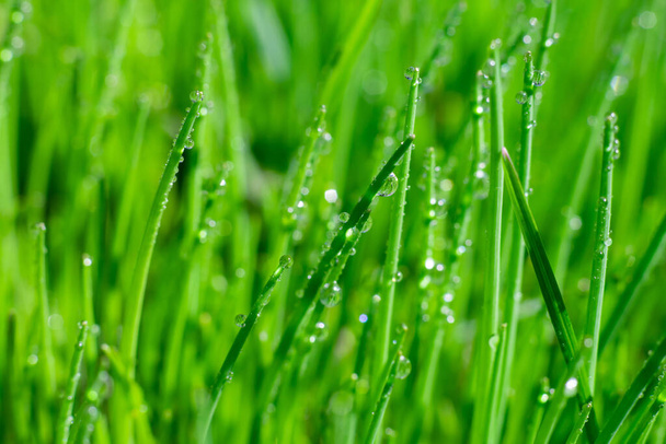 Bright green grass background with long straight leaves in shiny water drops with sparkles. Empty botanical layout for text - Fotografie, Obrázek