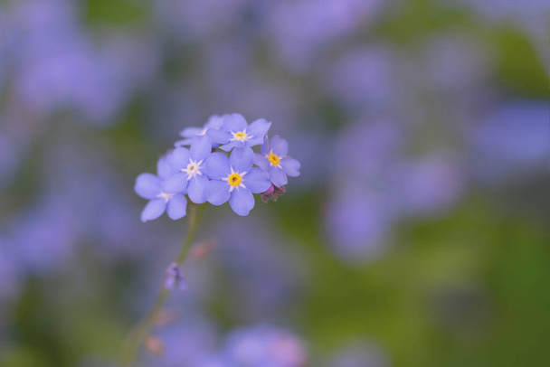 Toned floral background with only one single forget-me-not florets. Bluish backdrop - 写真・画像