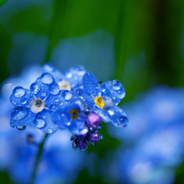 Close up blue little forest flowers of forget-me-not with bokeh background. Square format floral backdrop - Fotó, kép