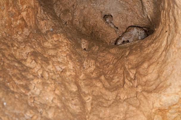 lähikuva sammakko istuu luolassa - Valokuva, kuva