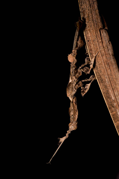 close-up shot of Phyllocrania paradoxa (Ghost mantis) - Photo, Image