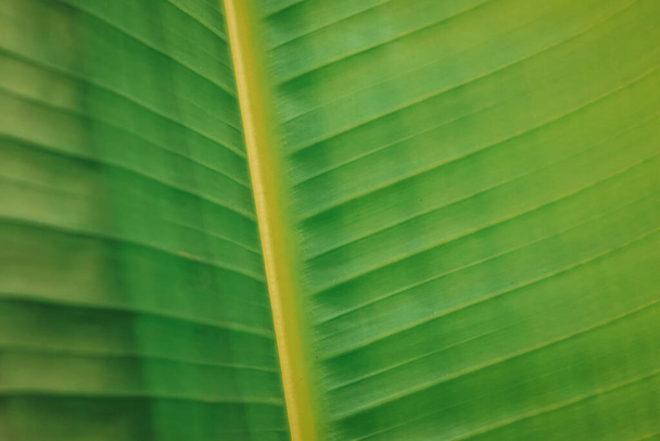 Padrão de flor tropical feito de grande folha verde - Foto, Imagem
