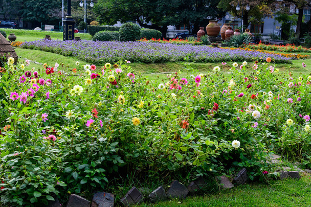Paysage minimaliste avec de nombreuses grandes fleurs de dahlia jaunes, roses, rouges et blanches en pleine floraison sur fond vert flou, photographié avec un accent doux dans un jardin par une journée d'été ensoleillée - Photo, image