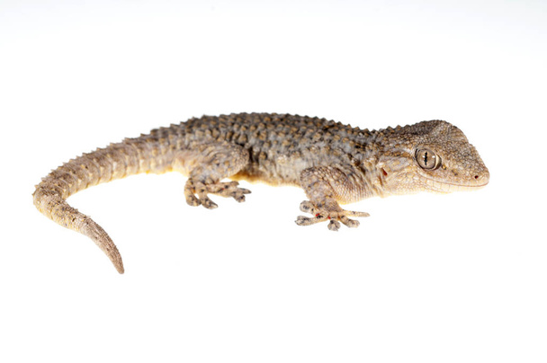 Tarentola mauritanica (wspólny gecko ściany) widok - Zdjęcie, obraz