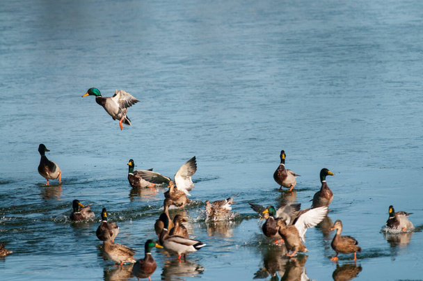 Bir grup ördek gölde yüzüyor. - Fotoğraf, Görsel
