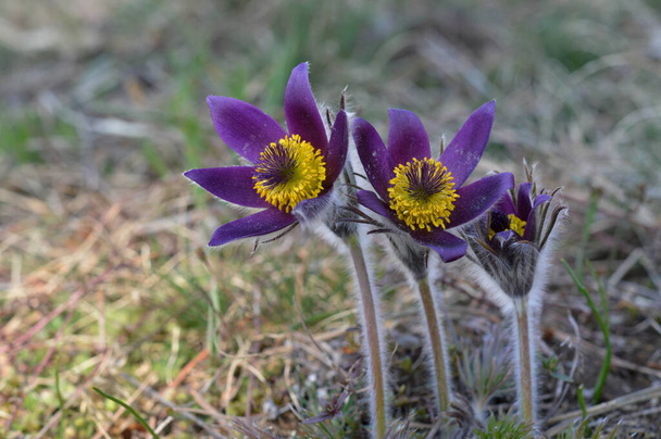 Pasque flower in the wild, hairy purple wildflower in nature, spring wildflower close up, three flowers - Photo, Image