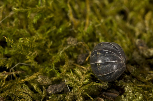 Oniscus sp., Isopoda vihreällä sammalta - Valokuva, kuva