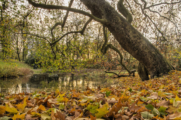 オランダのロッテルダムにある公園と呼ばれる公共公園の静かなシーンでは、傾斜面の木、多くの落ち葉、池があります。 - 写真・画像
