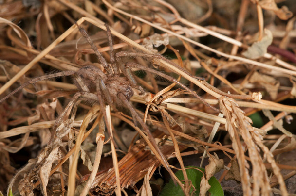 close-up shot of Alopecosa sp. (Lycosidae) in natural habitat  - Photo, Image