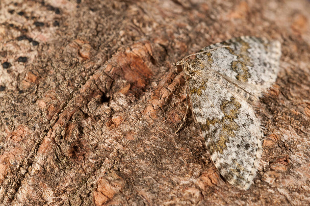Entephria infidaria, Geometridae, close up - Фото, изображение