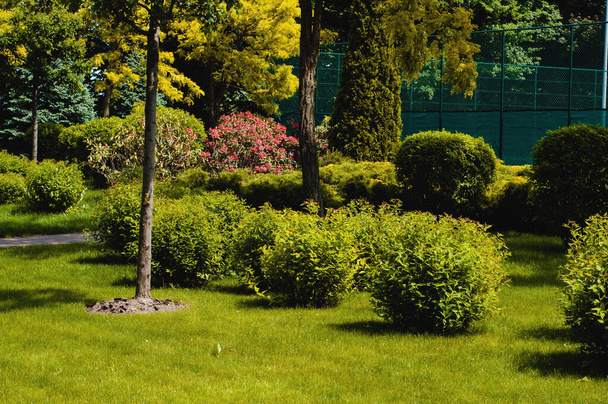 Kaunis puisto, jossa puita, pensaita ja vihreät nurmikot, maisema kesän suunnittelu - Valokuva, kuva