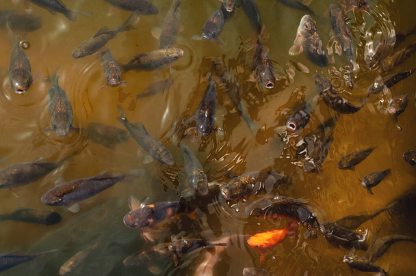 Dużo ryb w jeziorze: Karaczi i karp - Zdjęcie, obraz