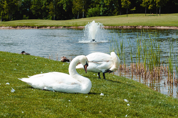White swans on the shore of the lake summer afternoon - Foto, immagini