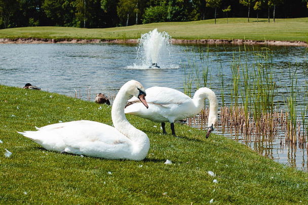 White swans on the shore of the lake summer afternoon - Photo, Image
