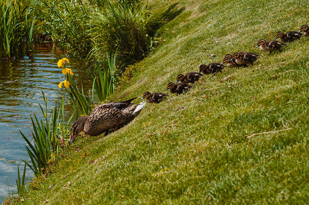 The duck with the ducklings goes to the lake by summer day - Photo, Image