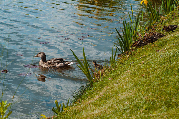 The duck with the ducklings floats along the lake on a summer day - Photo, Image