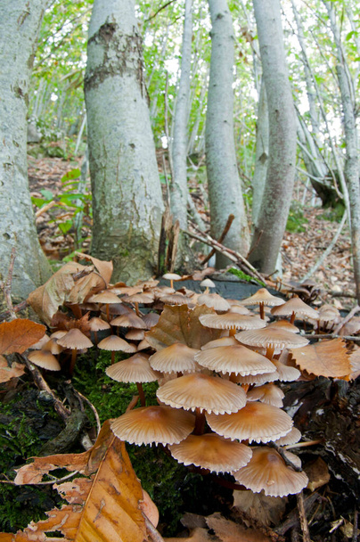 Macrolepiota procera (parasol mushroom) view - Photo, Image