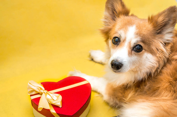 Portrait of a dog with a gift box in the form of a heart in red. Concept on February 14th. Valentine's Day - Foto, afbeelding