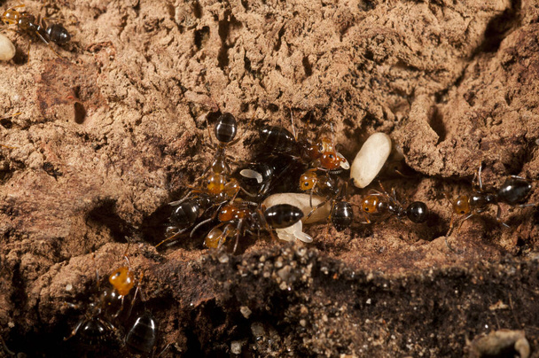 Camponotus lateralis, arborealny gatunek mrówki - Zdjęcie, obraz