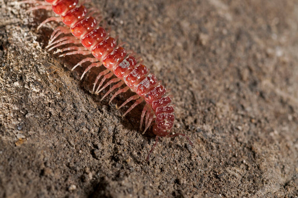 close-up shot of red centipede on rock - Photo, Image