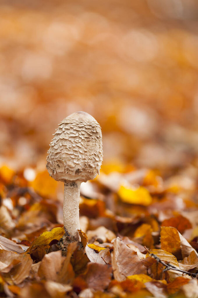 Parasol mushroom, Macrolepiota procera in autumn forest - Photo, Image