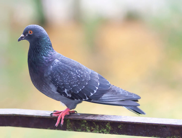 Hauska Pigeon lintu parvekkeella kaide ulkona. - Valokuva, kuva