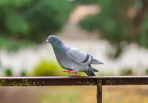 Divertido pájaro paloma en balcón barandilla al aire libre. - Foto, Imagen