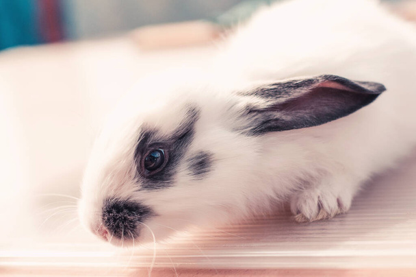 Lustige Baby schwarz-weiß Kaninchen auf einem hölzernen Hintergrund. - Foto, Bild