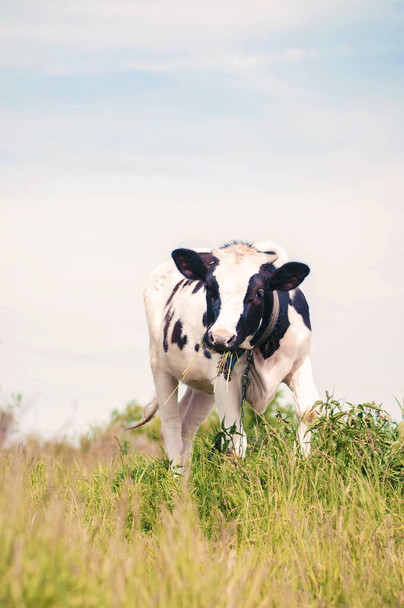 Egy fekete-fehér tehén legel a füvön nyáron.. - Fotó, kép