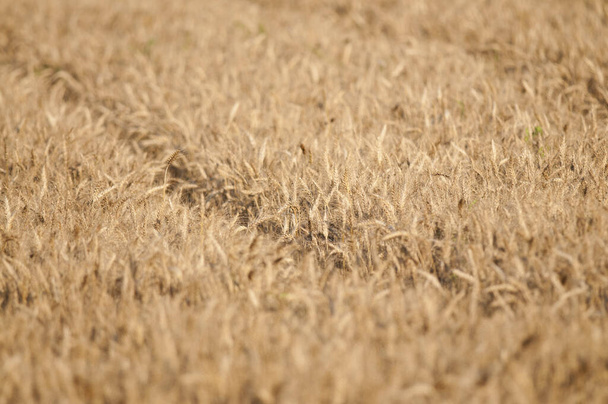 ώριμο σιτάρι τομέα, έννοια της γεωργίας - Φωτογραφία, εικόνα