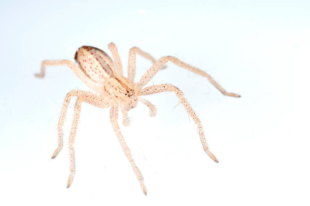 Micrommata virescens (araña cazadora verde)) - Foto, imagen