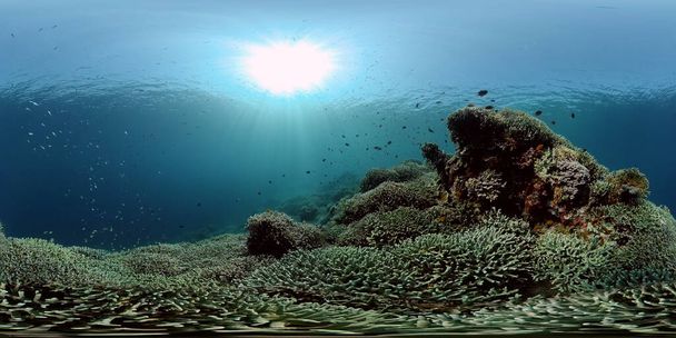 Arrecife de coral y peces tropicales. Filipinas. Vista de 360 grados. - Foto, Imagen