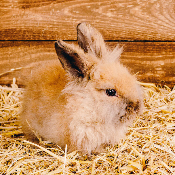 Рыжий кролик на сене в корзине с травой и пасхальными яйцами. - Фото, изображение