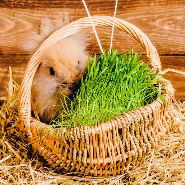 Red-haired rabbit on a hay in a basket with grass and Easter eggs. - Valokuva, kuva