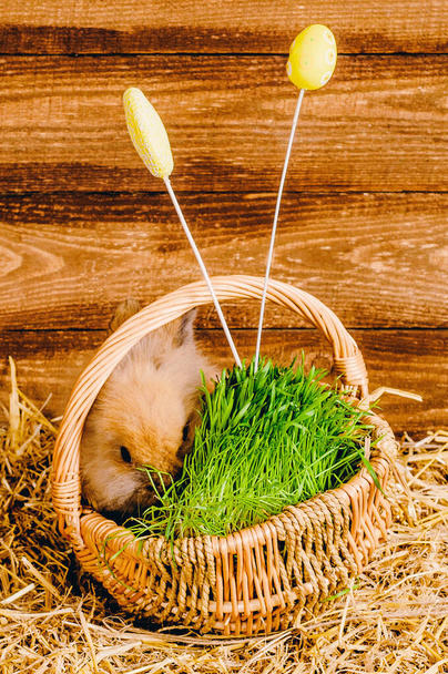 Рыжий кролик на сене в корзине с травой и пасхальными яйцами. - Фото, изображение