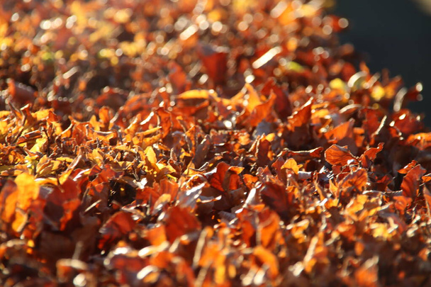 Colored leaves of the beech hedge illuminated by the sunlight during the fall in the Netherlands - Photo, Image