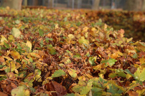Кольорові листя букового живоплоту, освітлені сонячним світлом під час осені в Нідерландах. - Фото, зображення