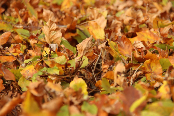 オランダの秋に太陽の光に照らされたブナの木の葉 - 写真・画像