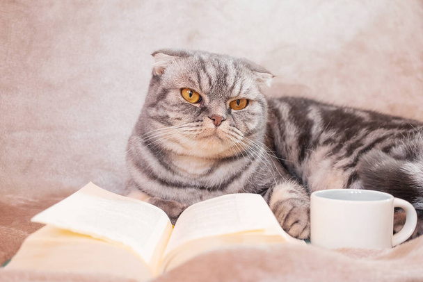 Sarı gözlü gri çizgili bir İskoç kedisi bir kitap ve fincanla bir battaniyenin üzerinde oturur. Sevimli komik hayvan. Ev konforu, rahatlama, okuma. - Fotoğraf, Görsel