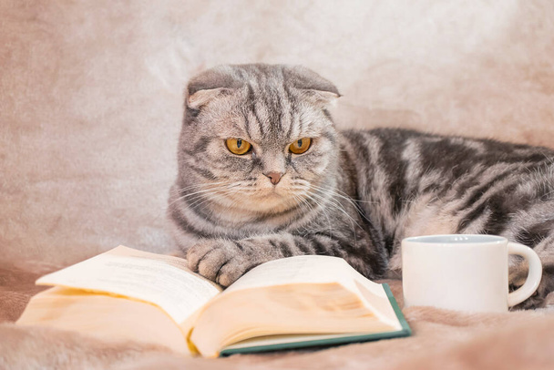 A gray striped Scottish Fold cat with yellow eyes sits on a blanket with a book and a cup. Cute funny pet. The concept of home comfort, relaxation, reading. - Zdjęcie, obraz
