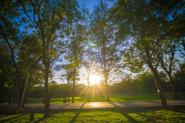 Parc public vert ciel clair coucher de soleil avec arbre et prairie - Photo, image
