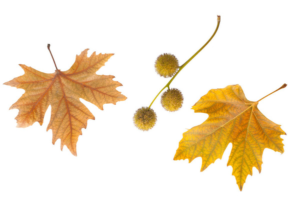 Autumn leaves isolated on white background. - Photo, Image