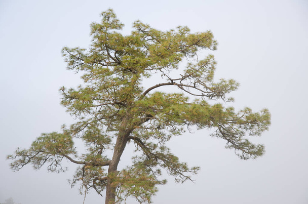 Canarische dennenboom Pinus canariensis in de mist. - Foto, afbeelding