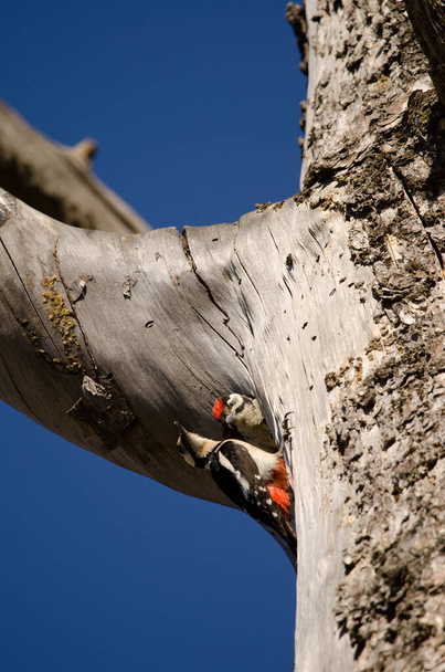 Жінка великого плямистого дятла і пташеня у вході в його гніздо
. - Фото, зображення