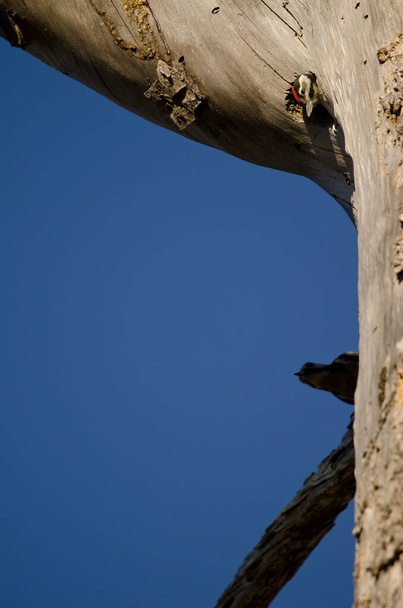 Пташеня великого плямистого дятла в його гнізді і жінка на задньому плані
. - Фото, зображення