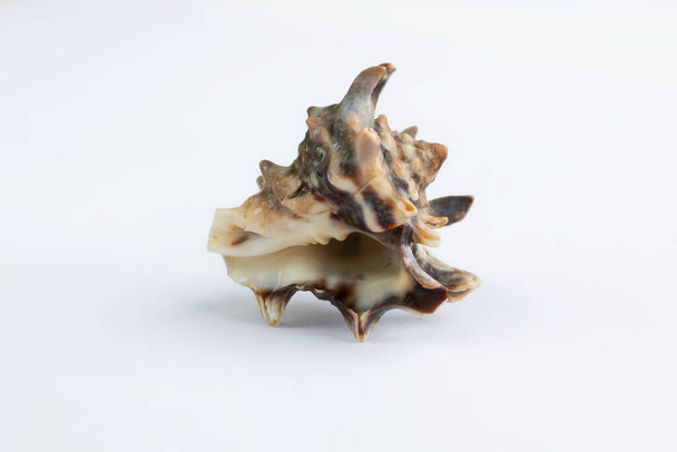 Meren eliöt: vaaleanruskea piikkinen kutiava gastropod simpukka lähikuva valkoisella taustalla - Valokuva, kuva